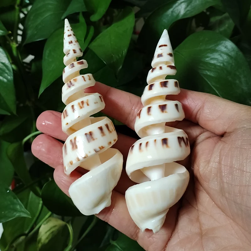 Conch Shell Decoration 15cm Big Terebra Shell Genuine Bamboo Ladder-shaped Seashells Ocean Conch for Home Wedding Furnishing Pieces Gifts DIY