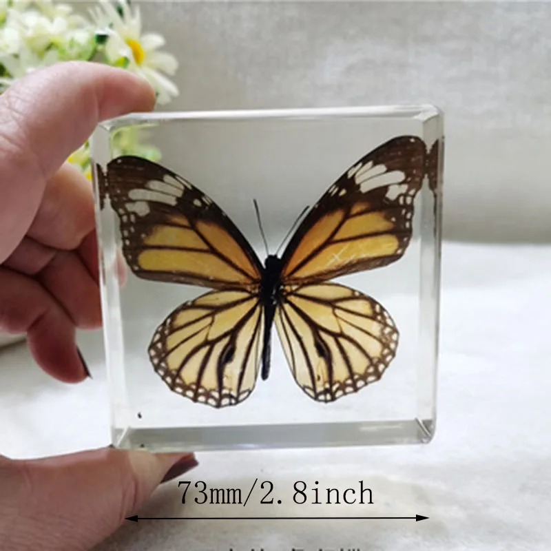 Cube Resin Transparent Butterfly Dragonfly Specimen Desk Decoration Teaching Children's Cognition for Adults,Children Figurines 