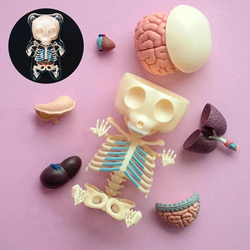 

4D MASTER Transparent Bear Model Animal Skeleton Anatomical Model Educational Equipment DIY Toy Children Gift 27800 41Parts