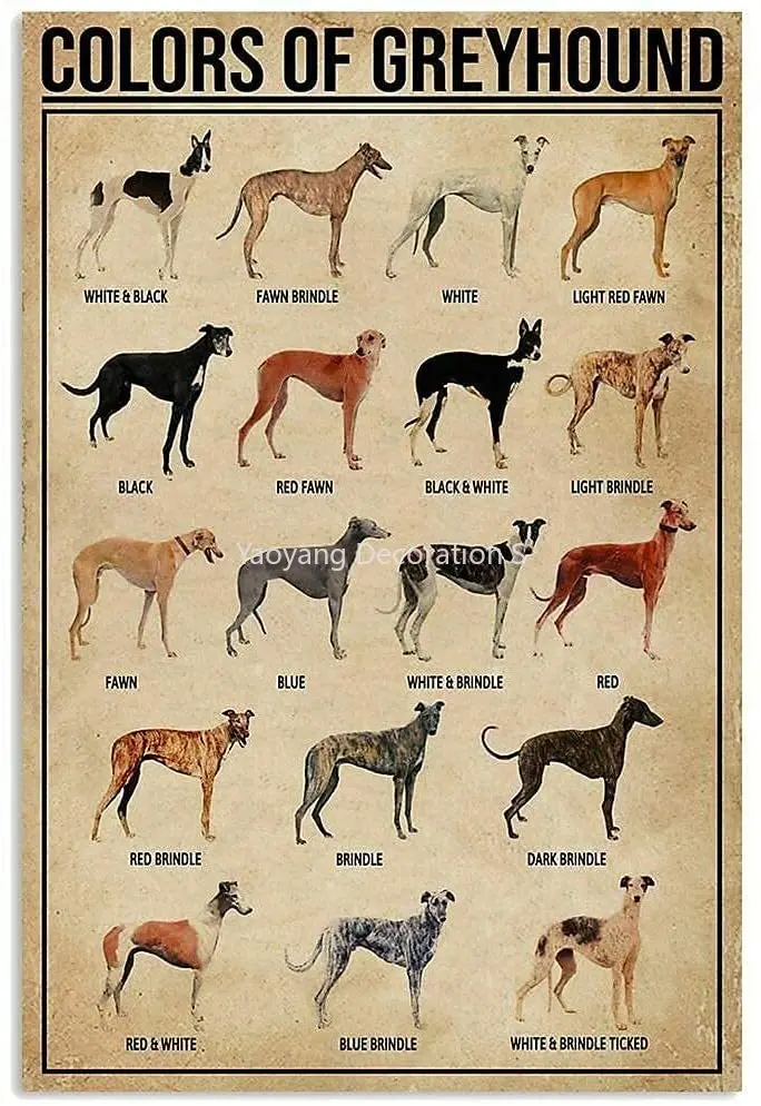 

Colors of Greyhound Metal Tin Sign Dog Type Knowledge Poster Farm Family Club School Education Wall Decoration Plaque 12x16 Inch