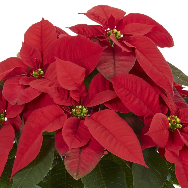 

Red Poinsettia (3 Count) Live Plants with Decorative Green Cover for Planter