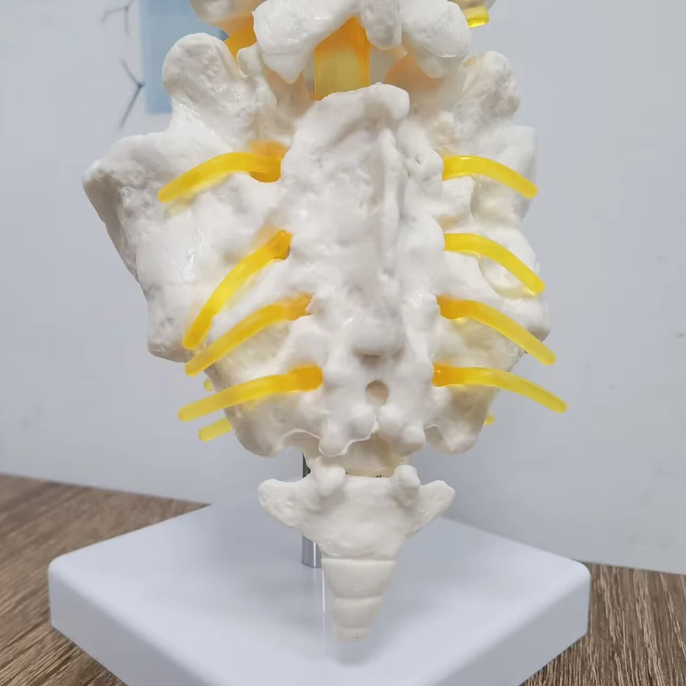 1 Pcs Medical science equipment 5-section lumbar spine with sacral accessory nerve (I) Orthopedic teaching display teaching aids