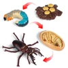 Newest Simulation Animals Growth Cycle Model Bee Spider Butterfly Action Figures Figurine Cute Kids Baby Toy Figures Educational 5