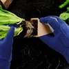 1 Pair Gardening Gloves Rose Pruning Thorn Proof Gloves With Long Forearm Protection Gauntlets For Digging Planting Garden Tools 4