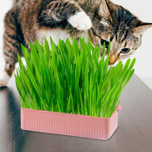 Jardinière d'herbe à chat, boîte de plantation pratique for plante