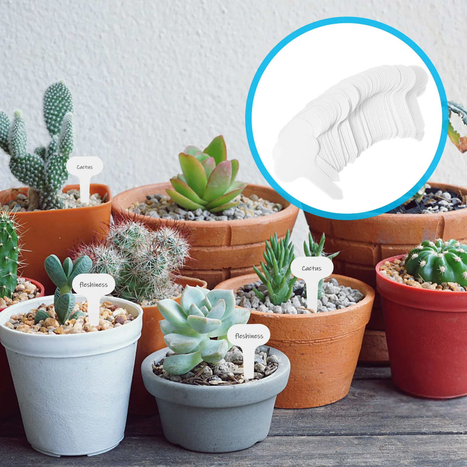 

100 Pcs Potted Succulent Succulent Succulent Succulent Succulent Succulent Succulent Succulent Succulent