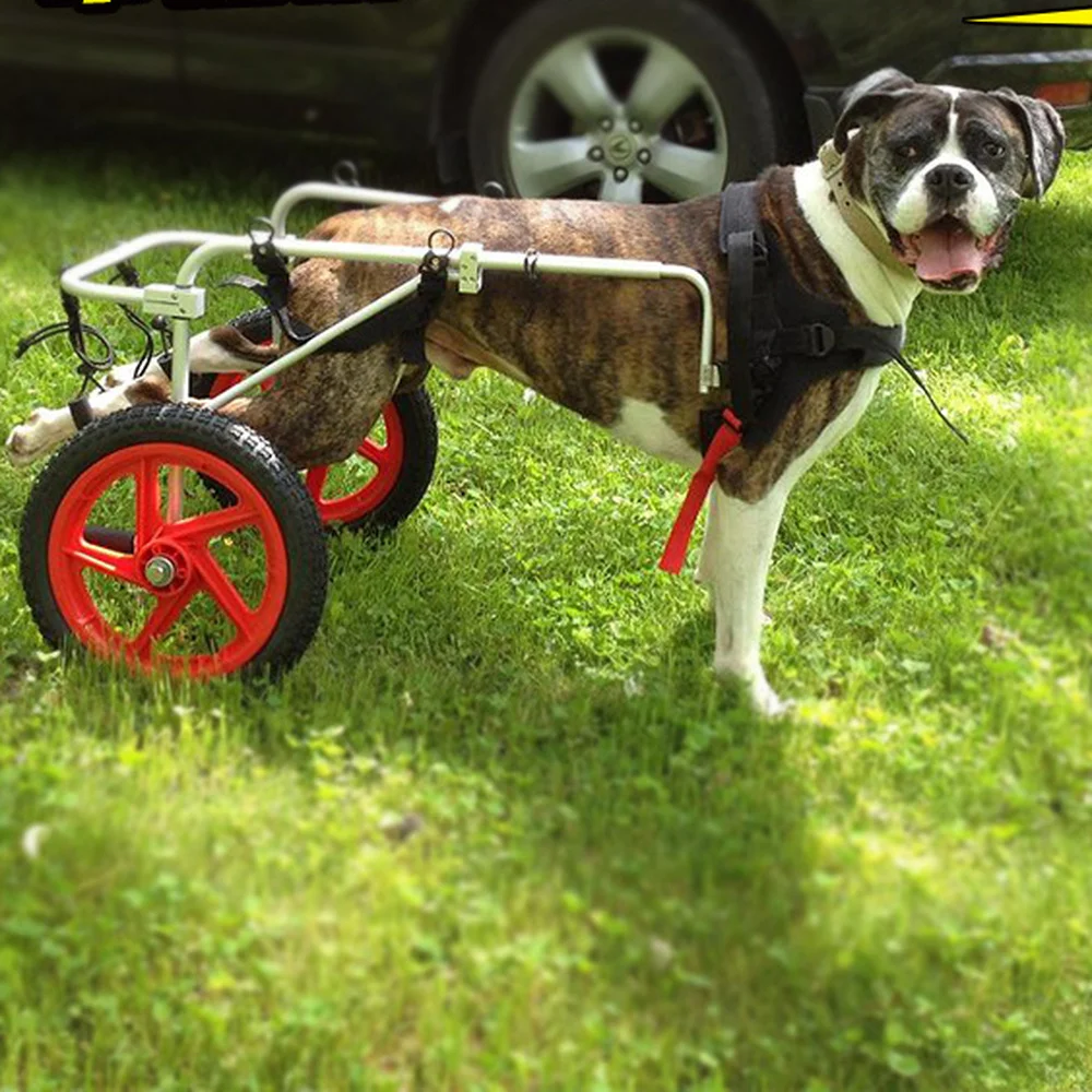 Location de fauteuil roulant pour chien