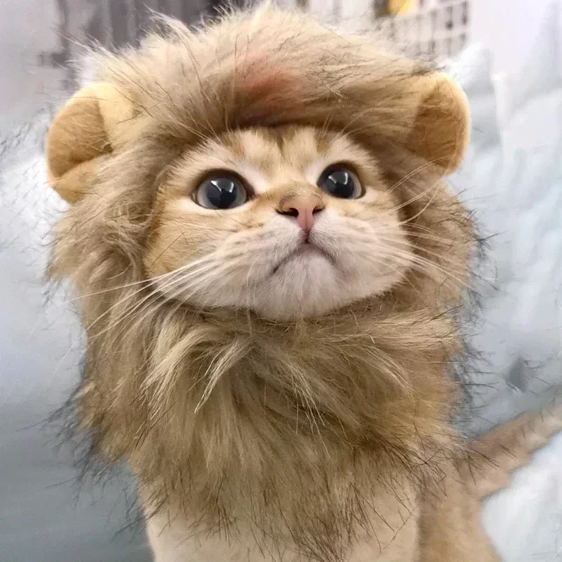 Lion Mane Hat for Cats 3