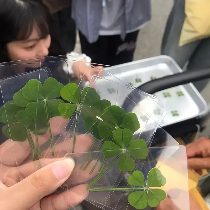 Clover postcard 15Pcs Lucky Simulation Four-Leaf Clover Postcards Shamrock Stems Transparent Wishing Cards Bookmarks & Decorations