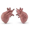 8 PCS Miniature Anatomy Organs Model Education Montessori Toy 5