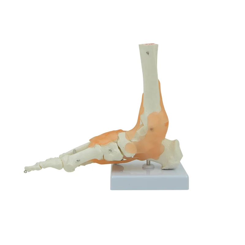 Human Joint Model Foot Include Ligaments Medical Science Life Size Ankle Anatomically Teaching Resource