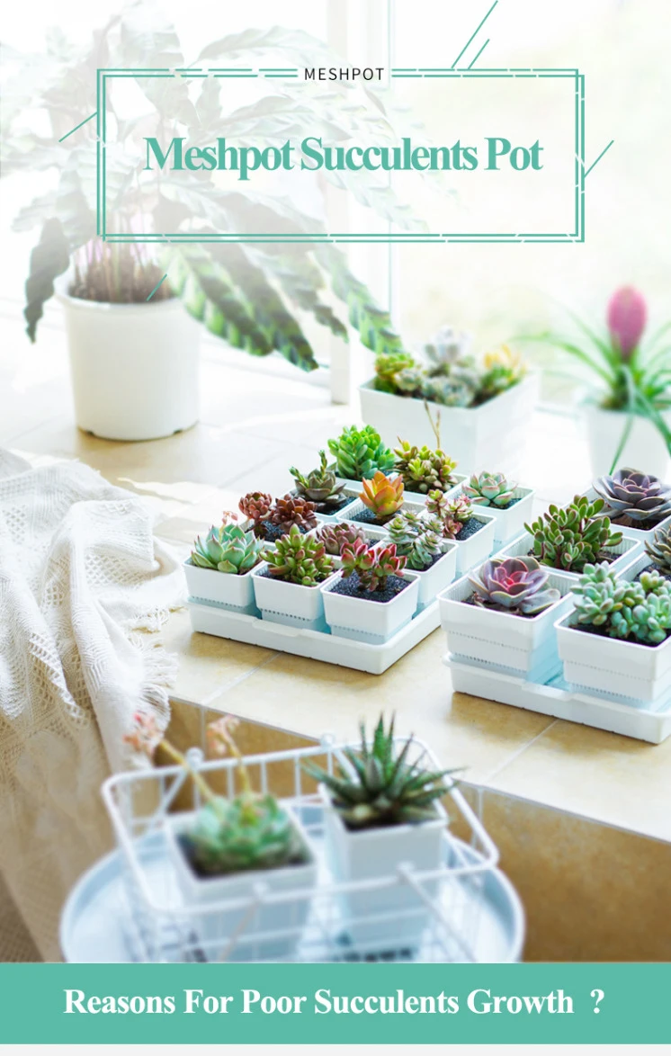 Description Picture 4 of itemMultisize Meshpot Flower Pots Succulent Cactus Plants Nursery Pots Plant Pot with holes Garden Accessories for Home Decoration