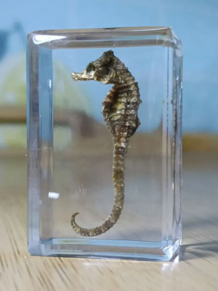 New real insect specimen transparent resin spider autumn beetle scorpion wasp 