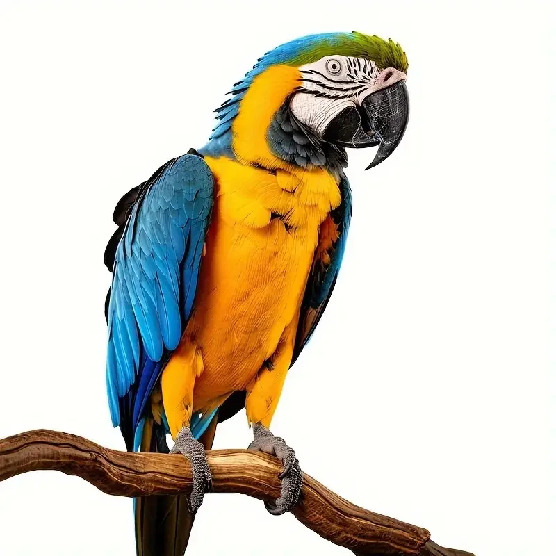 Creative Cartoon Wall Sticker Parrot，Window Sticker For Bedroom, Living Room, Glass Door And Window, Home Decoration