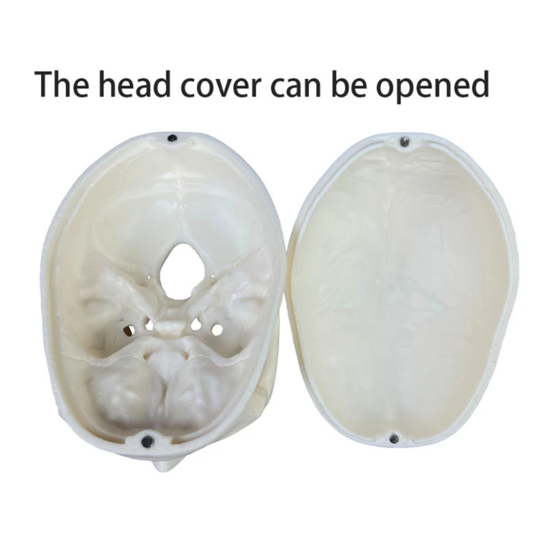 

Анатомическая модель человеческого черепа, Полноразмерная модель анатомии человека, модель скелета головы включает полный набор зубов, съемная Кепка Skul
