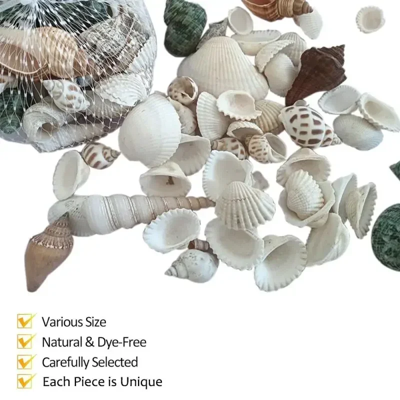 Natural Shell Ornaments 1/50/100pcs Gram Mix Natural Sea Shells Conch Coquillage Beach Decor Craft Marine Style Fish Tank Seashells Conch Embellishment