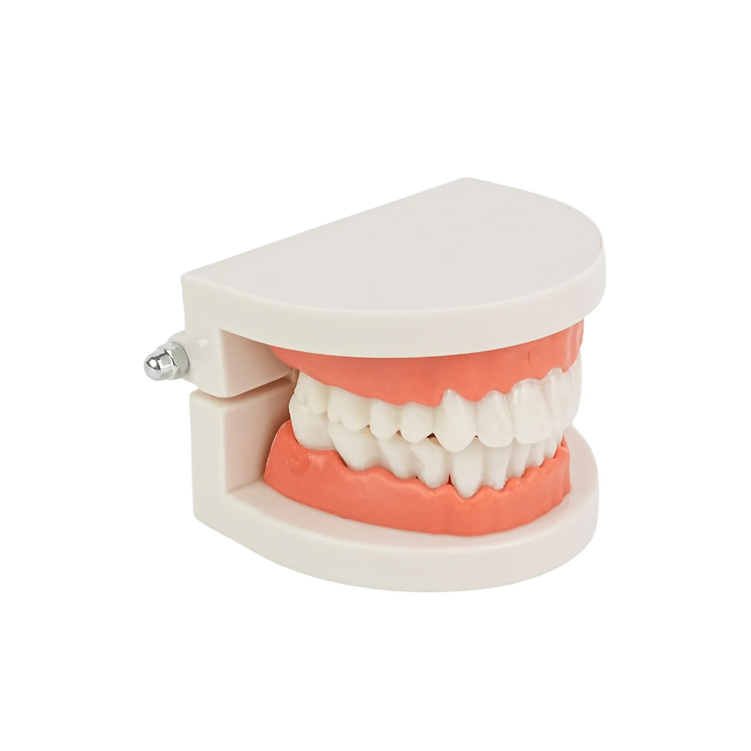 Standard Teeth Model, Kids Dental Teaching Study Supplies Adult Standard Typodont Demonstration Teeth Model