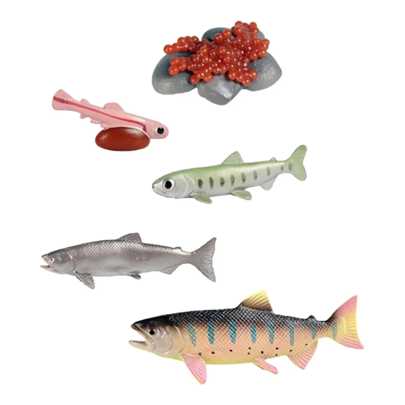 Life Cycle of Salmon Toys Realistic Teaching Props Cognitive Science Montessori Toys Educational Presentations Preschool Daycare