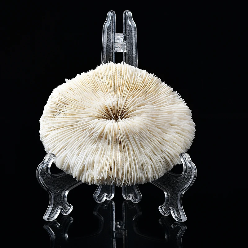 2022 Sea Coral Fossil Shell Campione Crystal Fish Tank Acquario Paesaggio Decoeation Micro-Landscape Ornaments Decorazione Della Casa