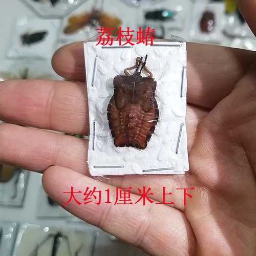 Real Insect Specimen Individually Packed Golden Tortoise Mantis Longhorned Beetle Specimen Stag Teaching Beetle 