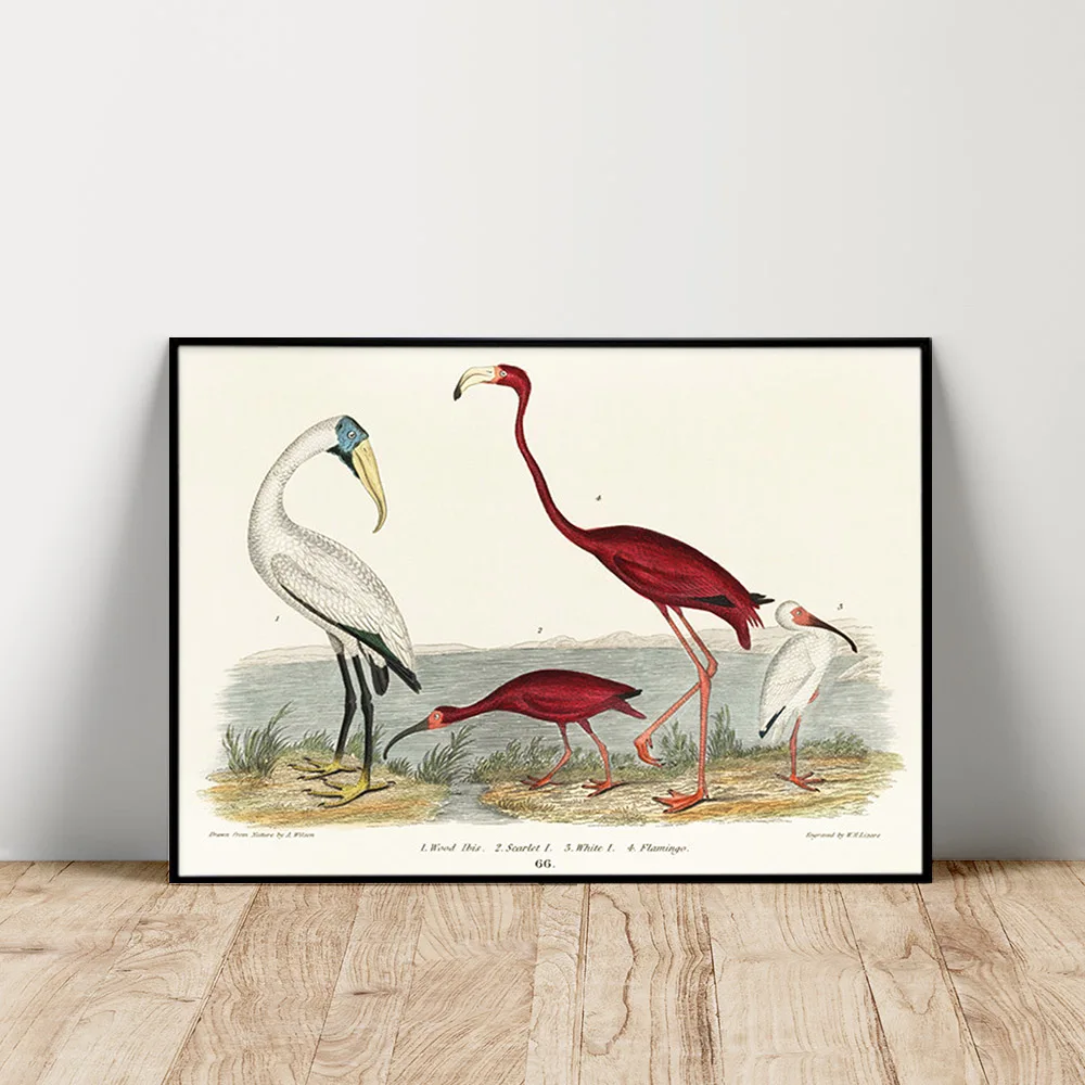 

John G. Warnicke Print Art Antique Poster White Wood Ibis Scarlet Ibis Flamingo Wall Stickers Animal Canvas Painting Decor Gift