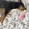 Pet Dog Toys Plush Chew Toy Soft Banana Bone Vegetable Fruit Squeaky Puppy Training Interactive Toy Bite-Resistant Pet Supplies 3