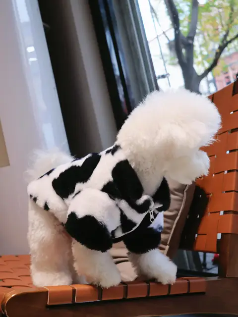 Dog clothes autumn and winter warm schnauzer fah bichon teddy small and medium-sized dogs and cats thickened fur coat 5