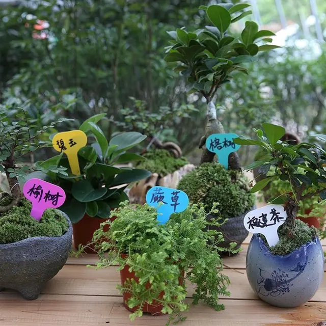 100Db Műanyag T-Típusú Kerti Címkék Díszek Növényi Virágcímke Óvodai Vastag Címkézők Növényekhez Diy Dekorációs Szerszámok - Image 3