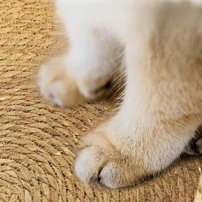  ħ ֿ  ,   ź  Cattailgrass  ũġ , Ż Ź  ܿ  е,  ֿ 