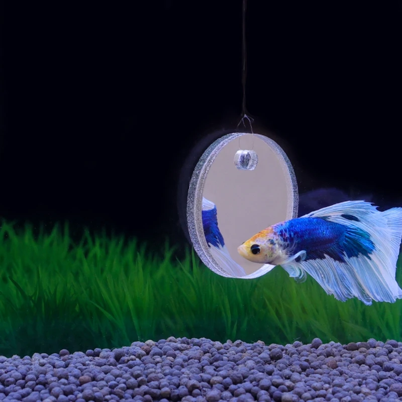 Mirror Mirror On The Wall Whos The Smartest Betta Of All Fish Training  Mirror Aquarium Supplies - Pet Supplies - Temu