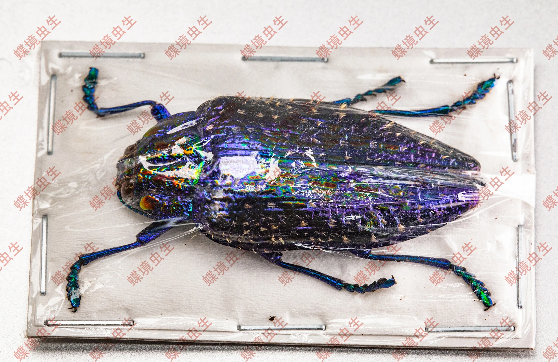 Polybothris sumptuosa gema  Observation on the teaching of real insect specimen home decoration holiday gift sculpture 3