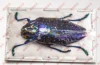 Polybothris sumptuosa gema  Observation on the teaching of real insect specimen home decoration holiday gift sculpture 3