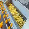 Brush roller type potatoes yam root vegetables fruit washing peeling cutting machine carrot washer walnut cleaning machine 2