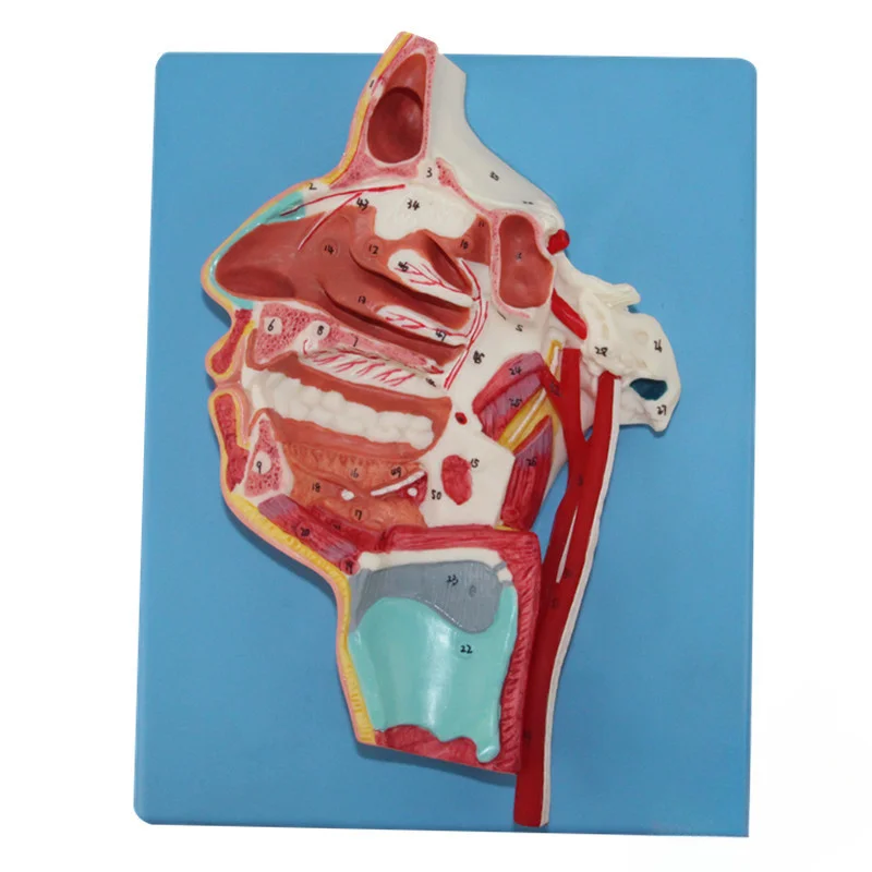 Anatomical model of blood vessels and nerves on the inside and side of the mouth/nose/pharynx/larynx, medical teaching tool