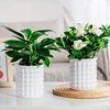 Mini Self Watering Flower Pot Fish Tank Transparent Plastic Plant Pots Self Watering Planter Pot Vase For Home Decoration 5