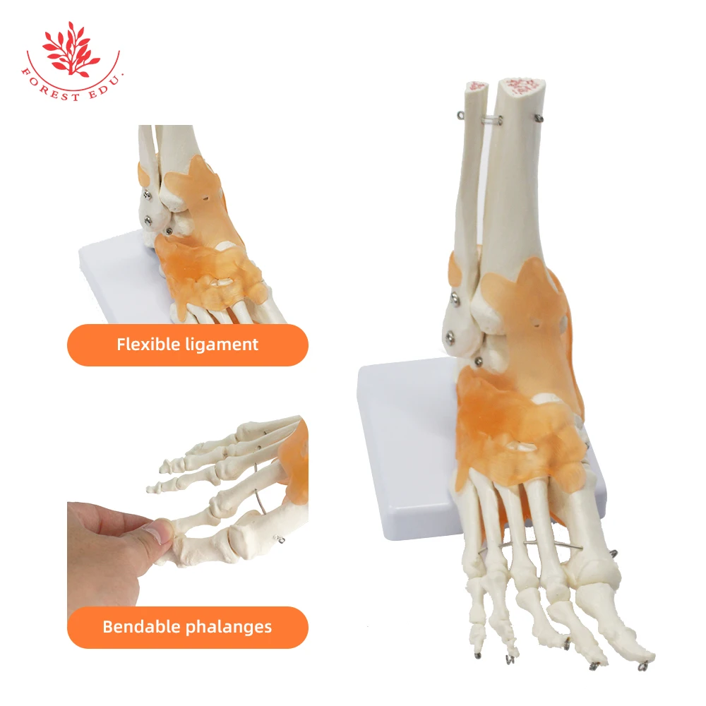 Human Skeleton Model FRT027 Simulation 1:1 Life Size High Quality Foot Joint Model Anatomy Biological Bones Medical Science