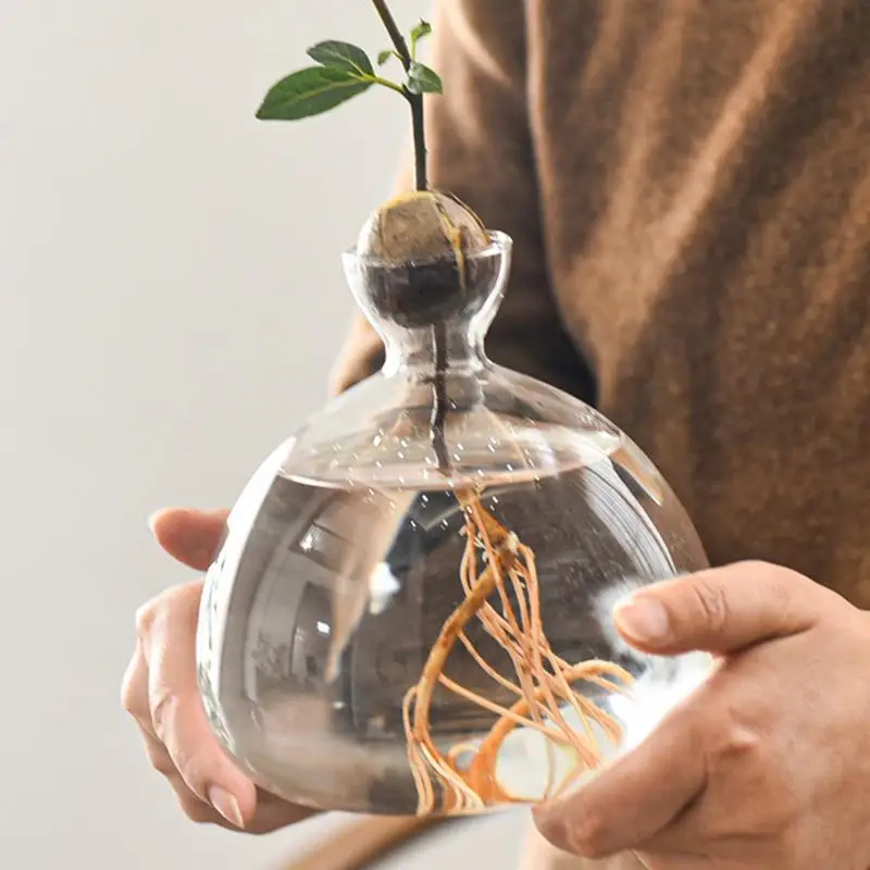 Avocado Seed Starter Vase Transparent Glass Plant Pot For Growing Plant Glass Seed Growing Vase Tool For Gardening Lover 6