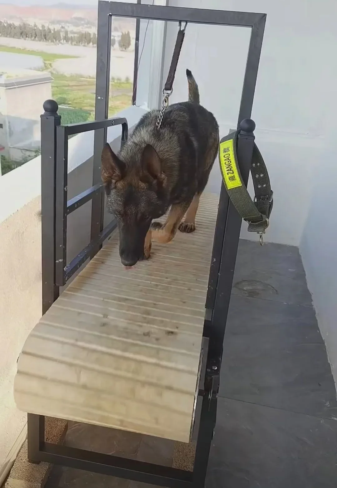 Heavy Duty Slat Treadmill Pitbull Pit Bull Dog Greyhound Training Cond