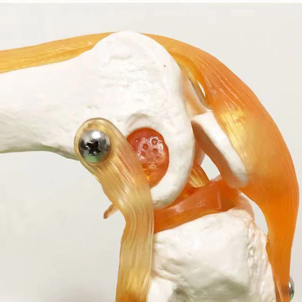 1:1 Lifesize Adults Human Knee Joint Anatomy Model Medical Science Teaching Resources Anatomia Humana Supplies anatomical models