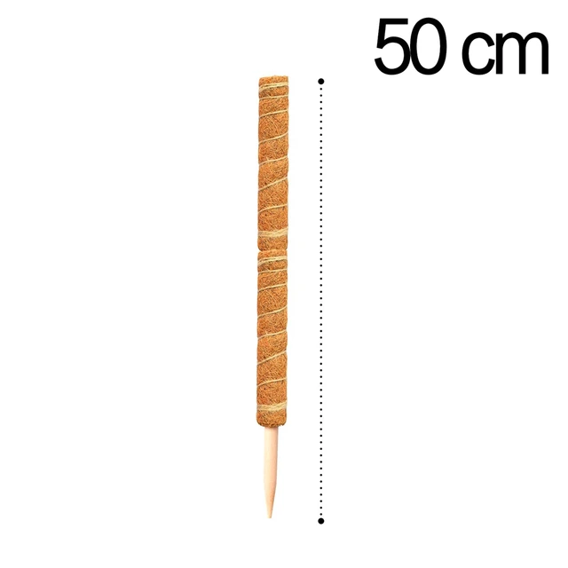 50cm