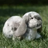 Lop Ear Rabbit High Fidelity Anime Cute White Brown Bunny Plush Toys Lifelike Animals Simulation Stuffed Doll Toy Gifts For Kids 1