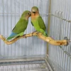 Natural Parrot Perch Bird Stand Tree Stick Paw Grinding Fork Parakeet Climbing Bird Standing Branches Toys Birdcage Accessories 3
