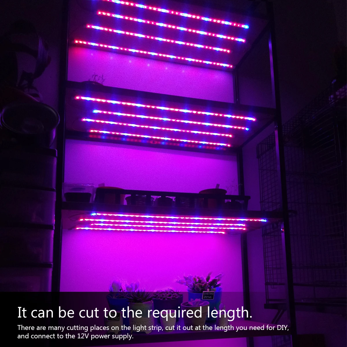 식물 조명 성장 LED 스트립 터치 조도 조절 스위치, 전체 스펙트럼 LED 칩, 온실 꽃 묘목 성장 텐트, 수경 재배, 5M