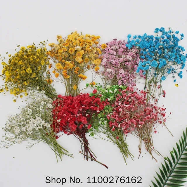 Mini flores decorativas para bebés, ramo de flores secas naturales, prensa  - AliExpress