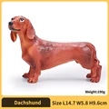 Dachshund
