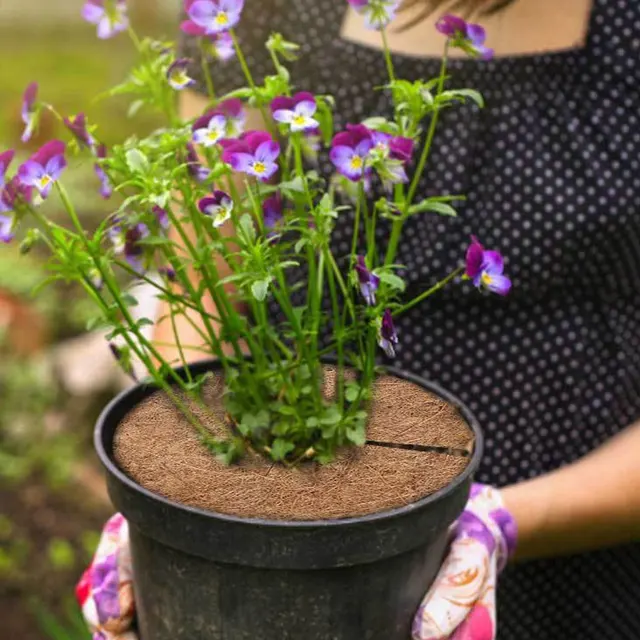 5Db Coco Coir Növényi Burkolat Talajtakaró Szőnyeg Gyomirtó Szövet Virágcserépek Gyűrűk Kókuszfarák Védő Ültetvény Ültető Gyökérvédelem - Image 2