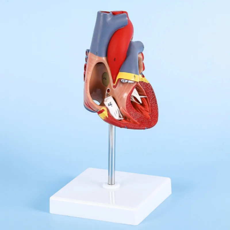 DARHMMY Life size human heart model Disassembled Anatomical Human Heart Model Anatomy Medical Teaching Tool human heart model