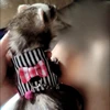 Pet Chest Strap Striped Hamster Rabbit Bow-knot Harness Vest Leash Traction Rope Ferrets Rats Chest Strap Small Pet Leashes 5