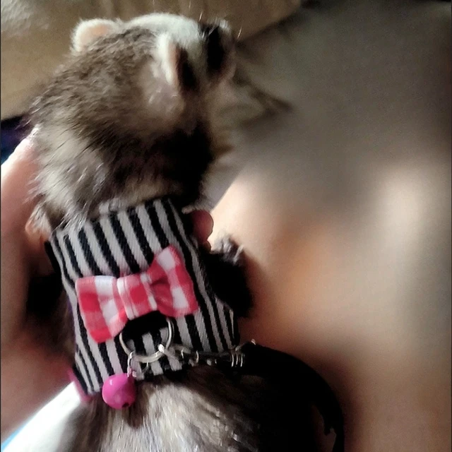 Pet Chest Strap Striped Hamster Rabbit Bow-knot Harness Vest Leash Traction Rope Ferrets Rats Chest Strap Small Pet Leashes 5