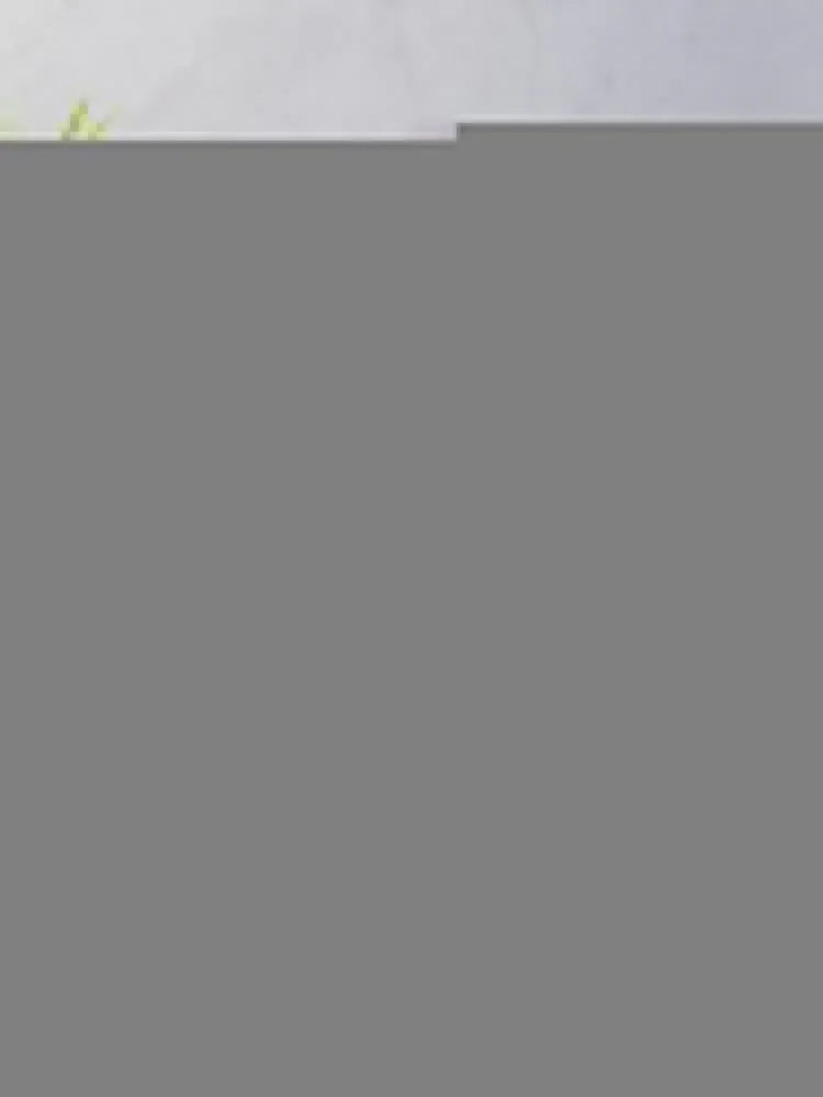 �ݷζ� ����-������Ž� ������ ���, ���ſ� ���� ħ�� ���, ����ǰ